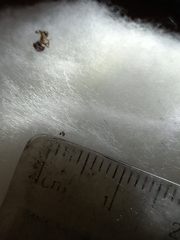 Monomorium orientale