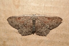 Cyclophora pendularia