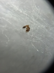 Monomorium orientale