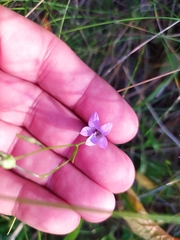 Campanula sparsa sphaerothrix