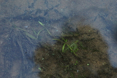 Sagittaria sagittifolia
