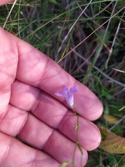 Campanula sparsa sphaerothrix