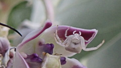 Thomisus citrinellus