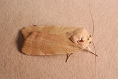 Noctua tirrenica