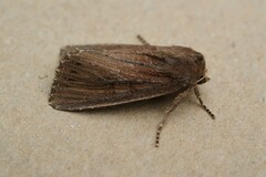 Nonagria typhae