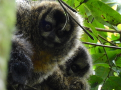 Aotus lemurinus
