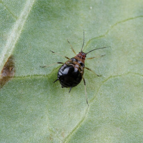 Plum-thistle Aphid photo 5