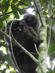 Aotus lemurinus