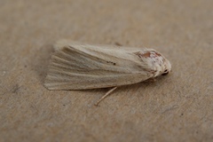 Photedes dulcis