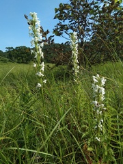 Platanthera hologlottis