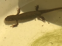 Lissotriton