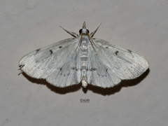 Phryganodes