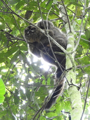 Aotus lemurinus