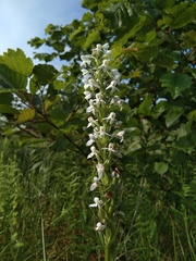 Platanthera hologlottis