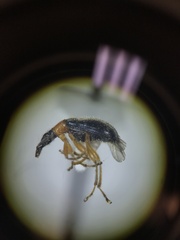 Eugnamptus angustatus