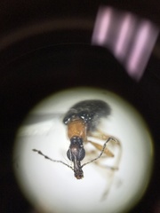 Eugnamptus angustatus