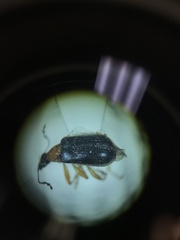 Eugnamptus angustatus