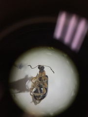 Eugnamptus angustatus