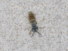 Microbembex monodonta