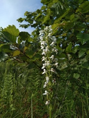 Platanthera hologlottis