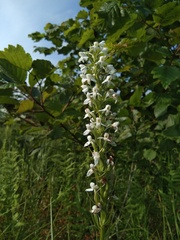 Platanthera hologlottis