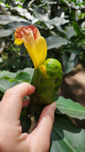 Costus pictus image