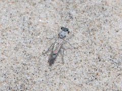 Laphystia