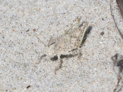 Trimerotropis maritima