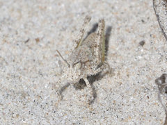 Trimerotropis maritima