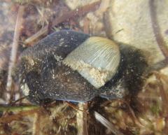 Papawera zelandiae