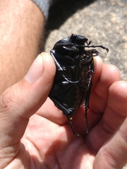 Goliathus albosignatus