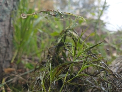 Najas gracillima