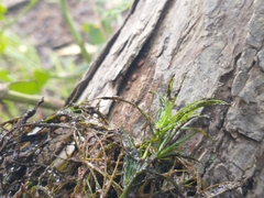 Najas gracillima