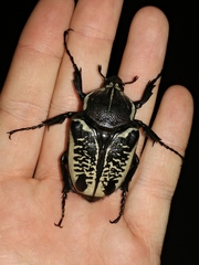 Goliathus albosignatus