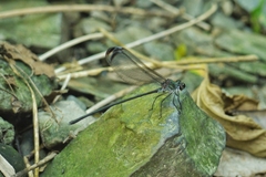 Psolodesmus mandarinus dorothea