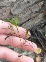 Najas gracillima