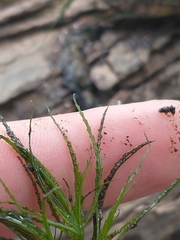 Najas gracillima