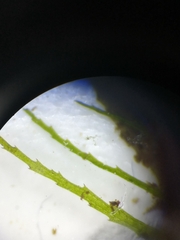 Najas gracillima