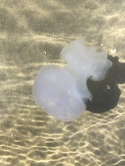Rhizostoma pulmo