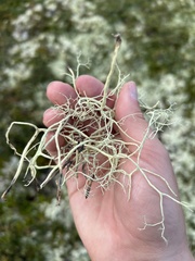 Alectoria ochroleuca