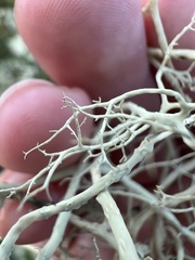 Alectoria ochroleuca