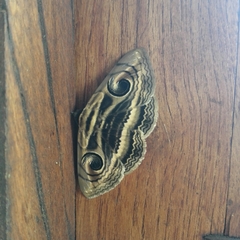 Spirama