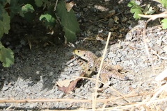 Timon lepidus