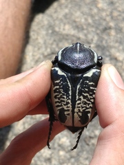 Goliathus albosignatus