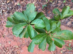 Terminalia tetraphylla