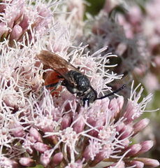 Sphecodes albilabris