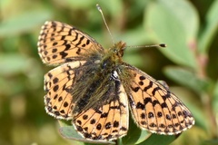 Boloria aquilonaris