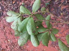 Terminalia tetraphylla