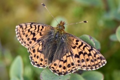 Boloria aquilonaris