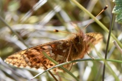 Boloria aquilonaris